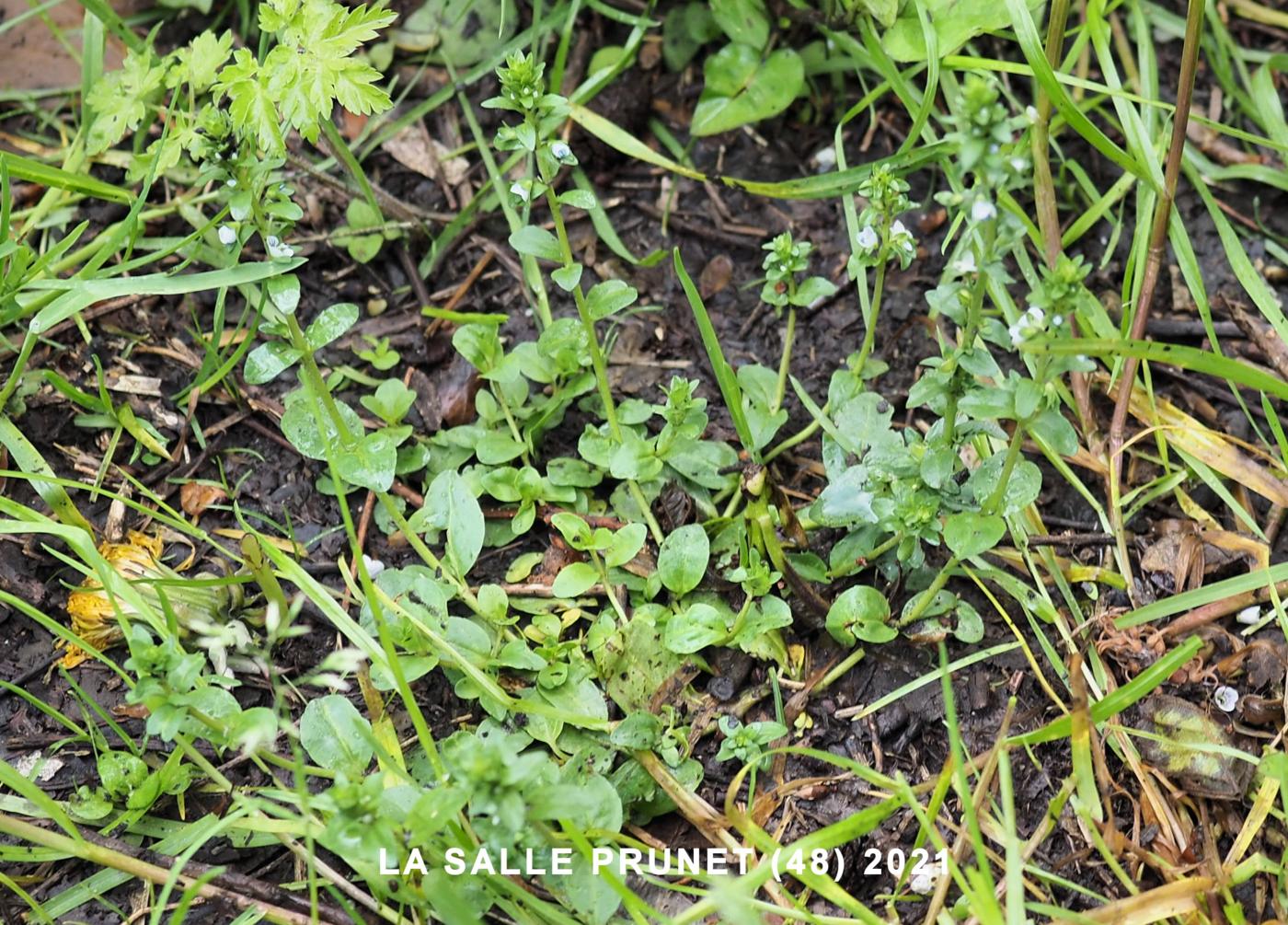 Speedwell, Thyme-leaved plant